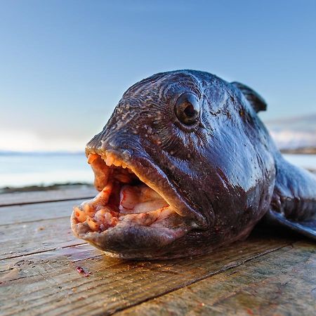 Vikran Vacation: Sea Fishing And Northern Lights Exterior foto