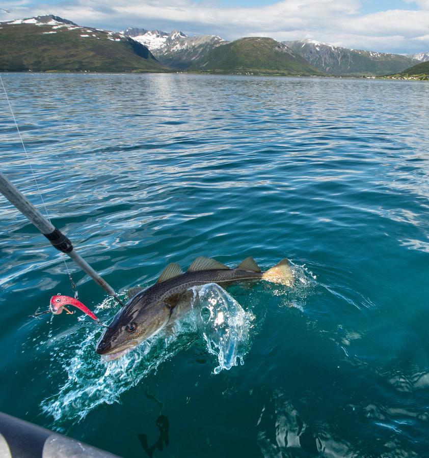 Vikran Vacation: Sea Fishing And Northern Lights Exterior foto